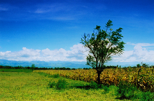 field_in_the_wind.jpg