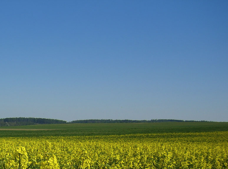 osg-flower-field.jpg