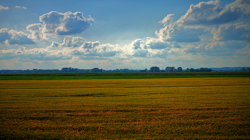 wheat_field.jpg